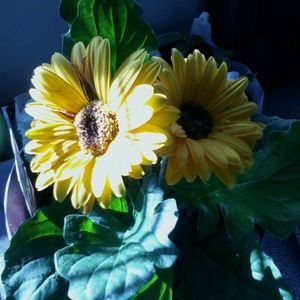 Meet your Posher, Joan